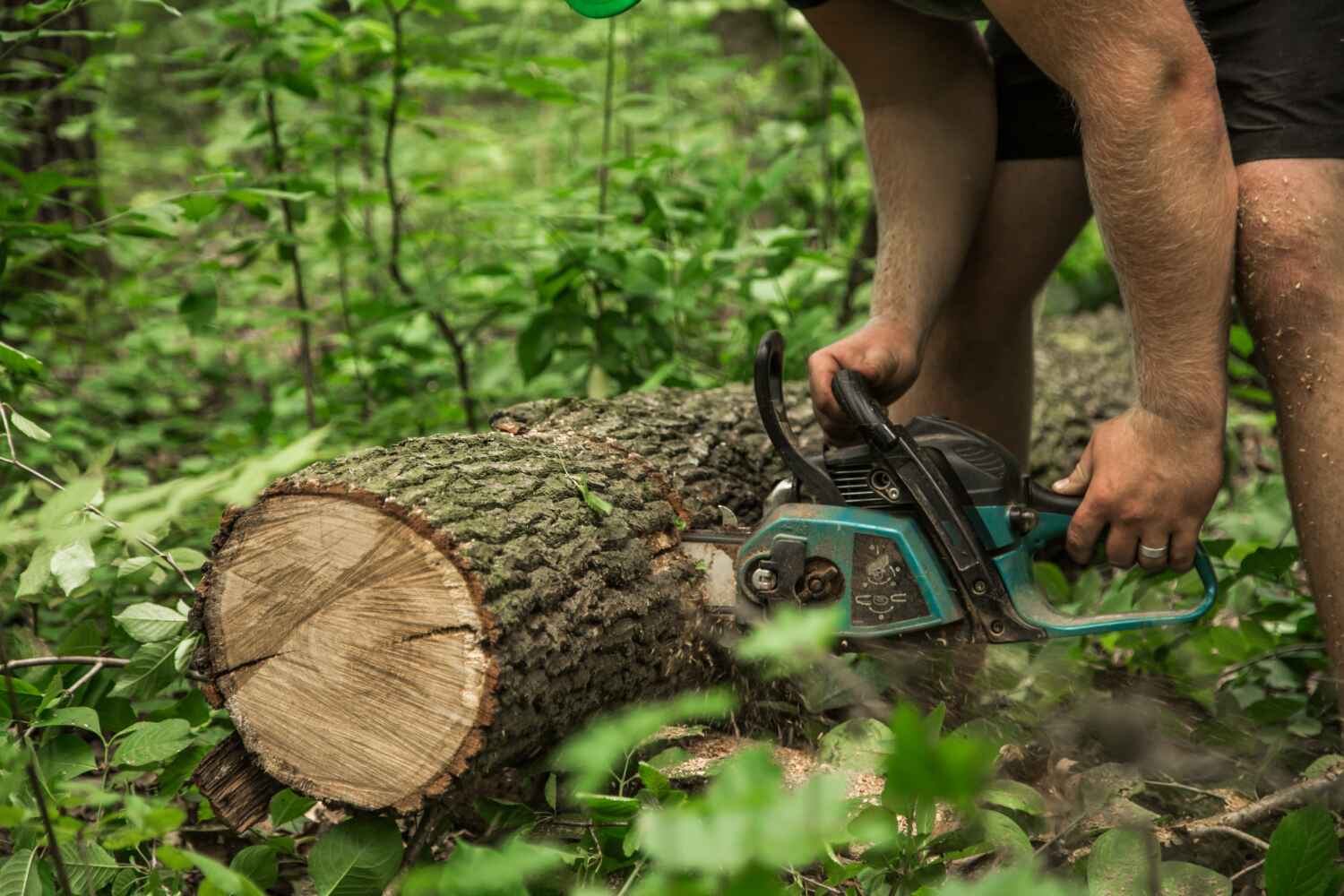 Large Tree Removal in Toccoa, GA